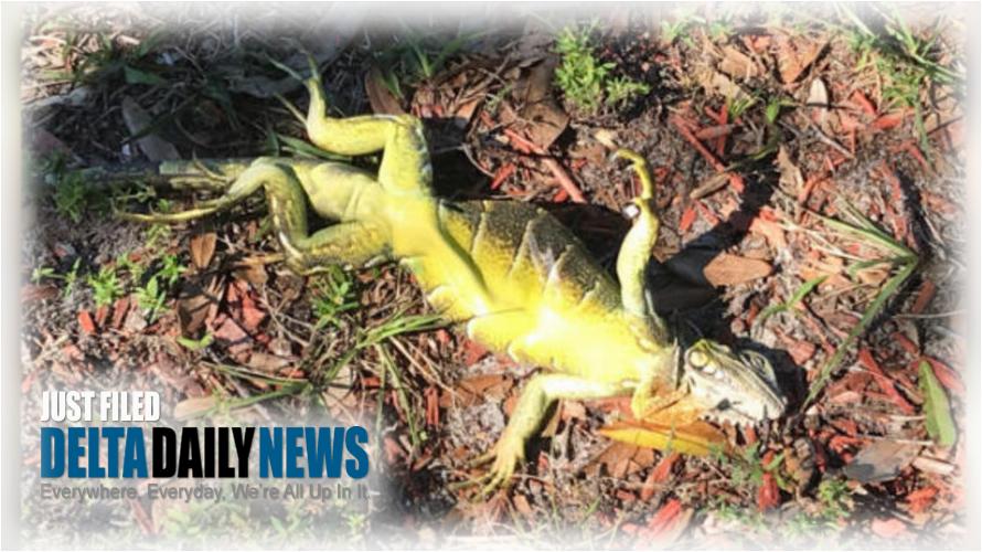 Floridians on the Alert for Falling Frozen Iguanas