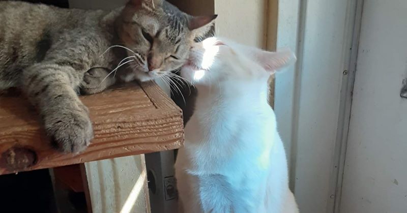 Paw Prints Rescue Center Looking For Donations