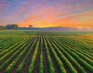 Low Rainfall Affects Corn Crops in Delta