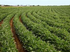 Mississippi State University Extension Says Soybean Prices are Down