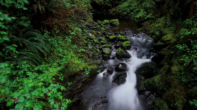 Plane crash kills 1 and injures 2 in remote area of Olympic National Park