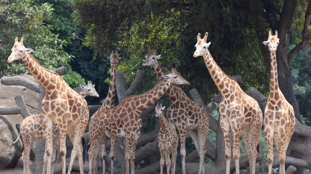 4 giraffe species officially recognized in major conservation shift