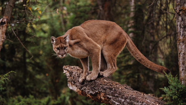 Colorado hiker killed in mountain lion attack: Officials
