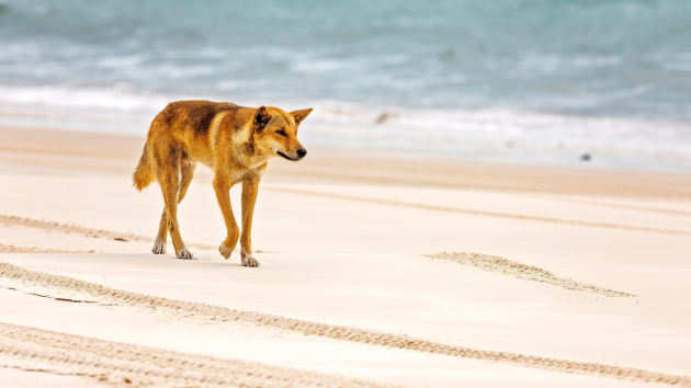 19-year-old woman found dead on Australian beach surrounded by dingoes: Police
