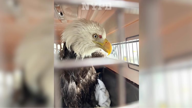 NYPD officers who helped rescue injured bald eagle on Hudson River speak out