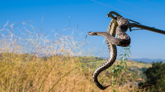 78-year-old woman dies from snake bites in Northern California: Sheriff