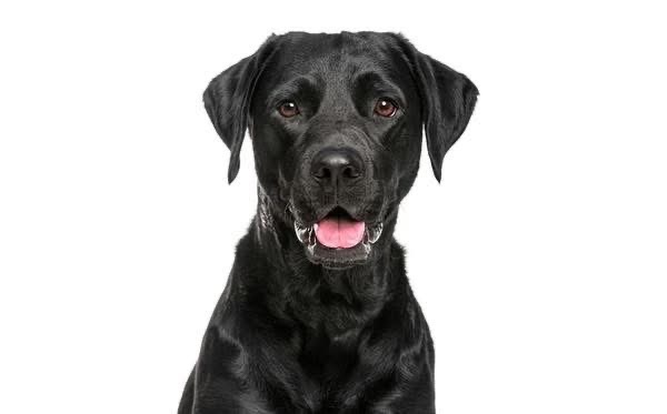 Tunica County Sheriff’s Office Searches for Owner of Black Labrador