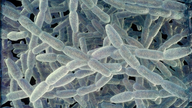 Legionnaires’ disease cluster in New York City grows to 36 cases