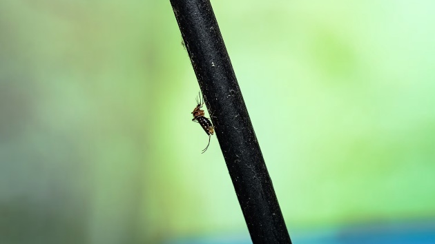 Record number of West Nile virus cases since 2004, CDC warns ahead of holiday weekend