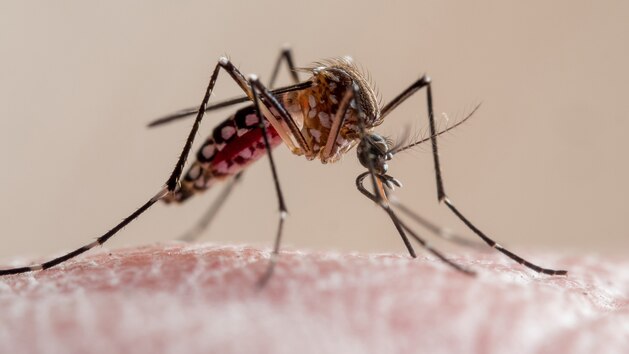 As dengue continues to rise in Florida, some are worried about underreporting of cases