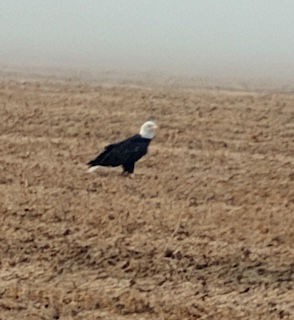 Delta State Project Supports Bald Eagle Conservation and Student Research
