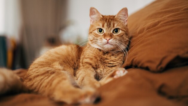1 in 15 household cats may carry ‘Beaver Fever’ which can infect humans