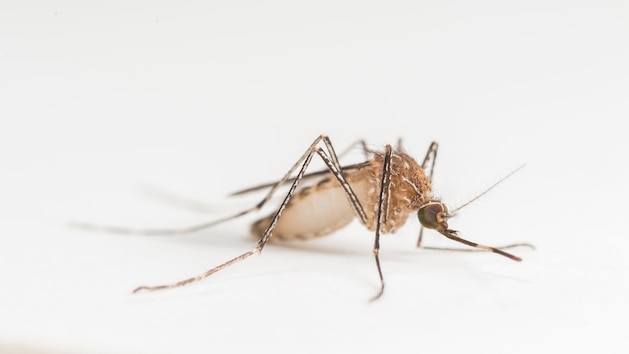 2 West Nile virus deaths reported in North Carolina: Officials