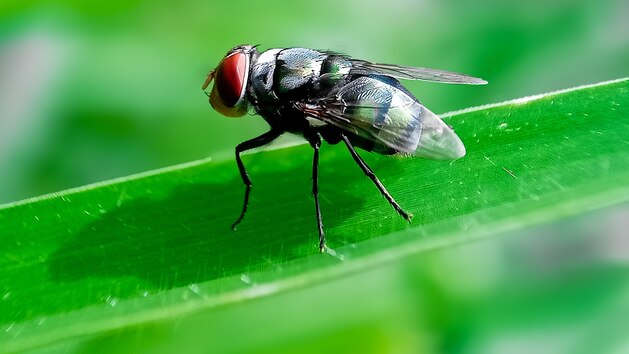Arizona reports 1st animal case of New World screwworm after canine found to be infected